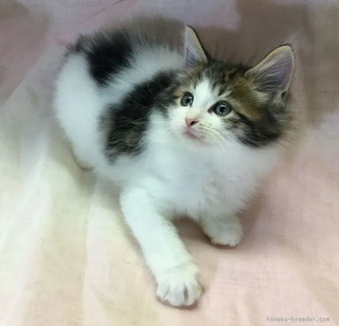 ID：1601-00360の子猫