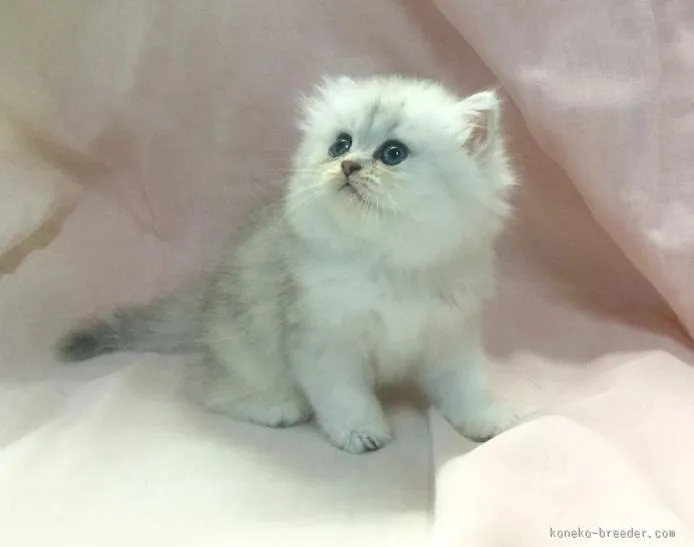 ID：1510-00187の子猫