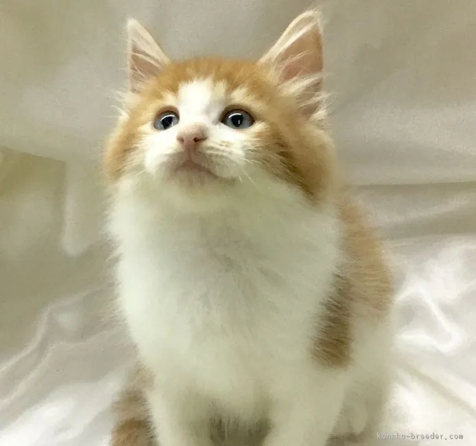 やよい 様のお迎えした子猫