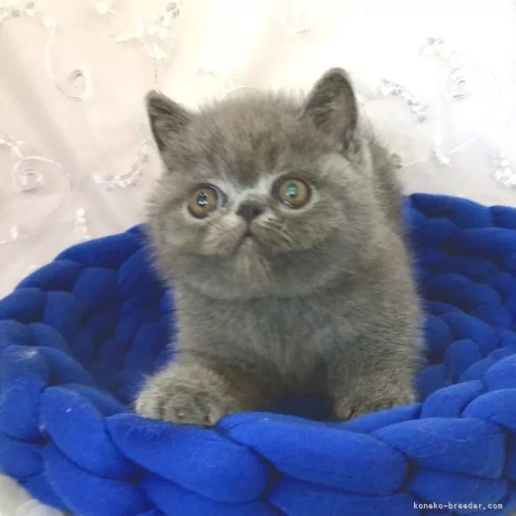 ID：2410-01670の子猫