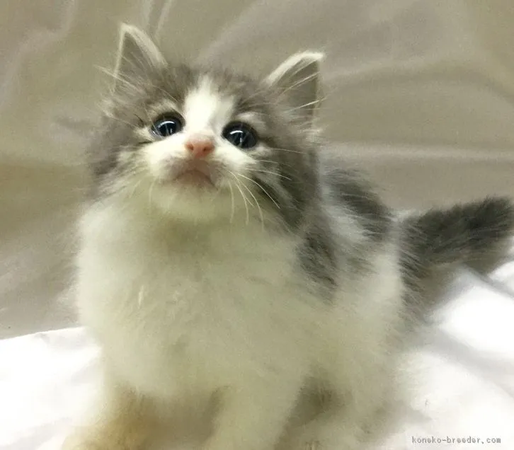 姫ママ 様のお迎えした子猫