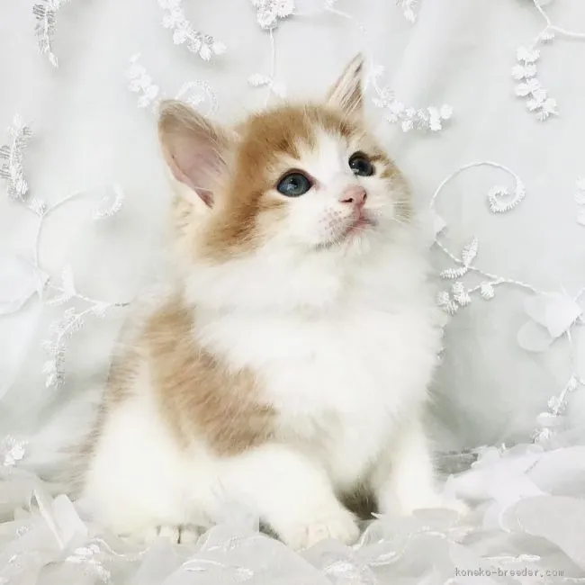 ID:2012-01361の子猫
