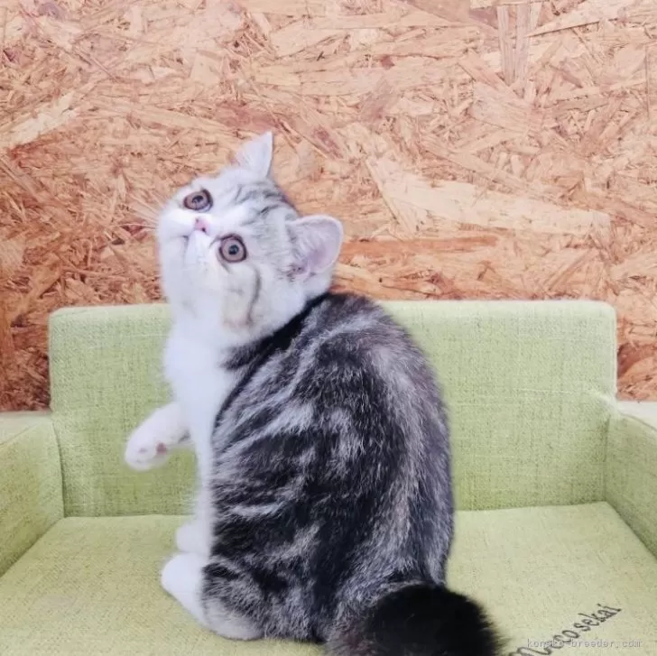 ID：2407-01049の子猫