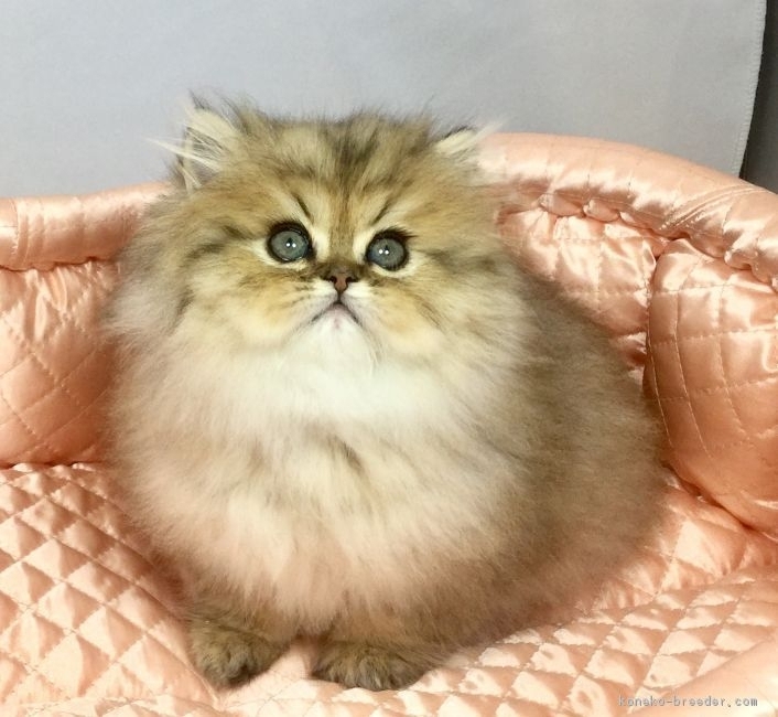 ID:1712-00531の子猫