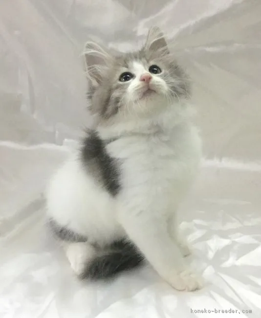 ID:1608-00357の子猫