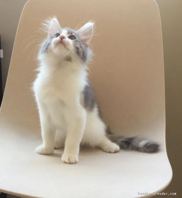 ID:1803-00564の子猫