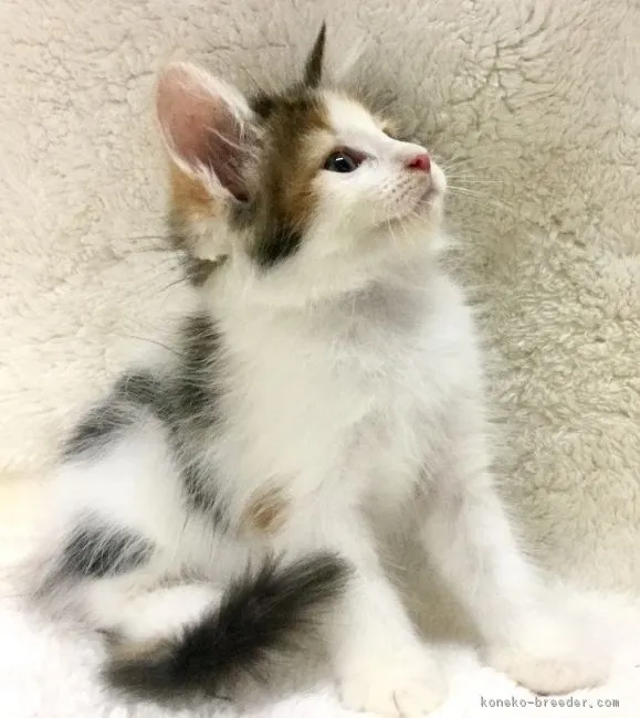 涼 様のお迎えした子猫