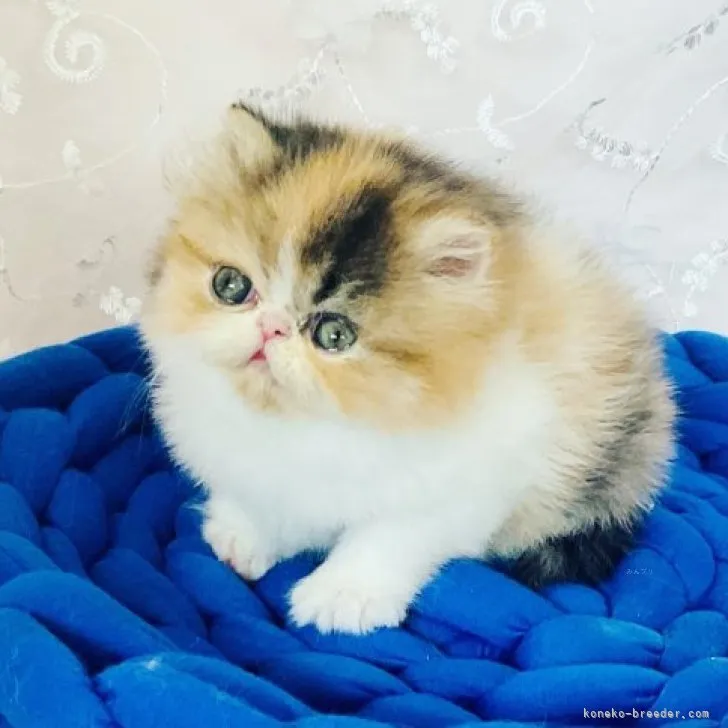 ID：2311-01582の子猫