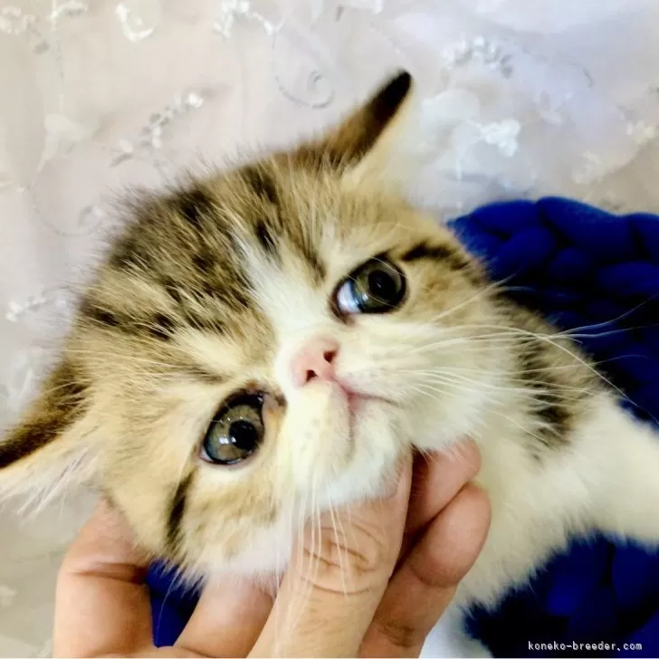 ID：2410-01987の子猫