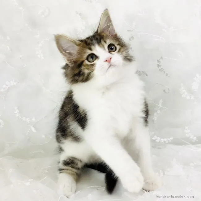 ID：2103-00881の子猫