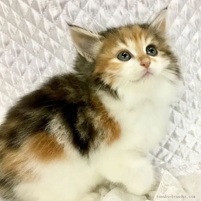 ID：1611-00802の子猫