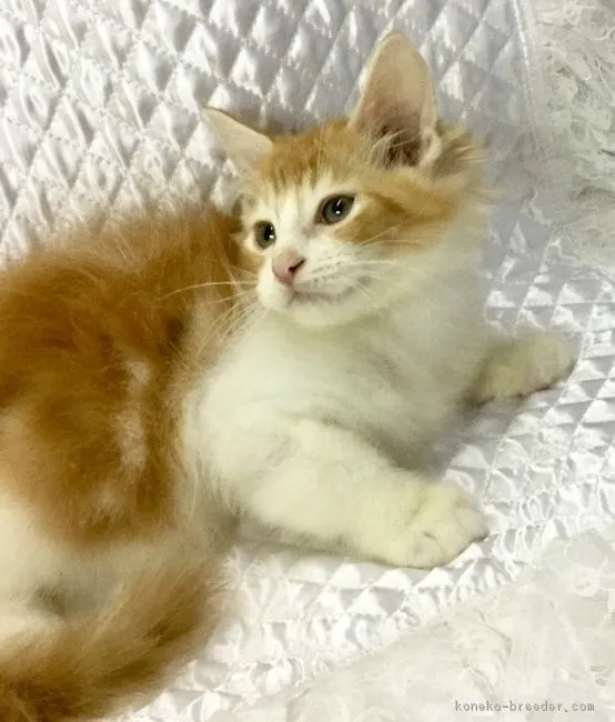 ID：1611-00768の子猫