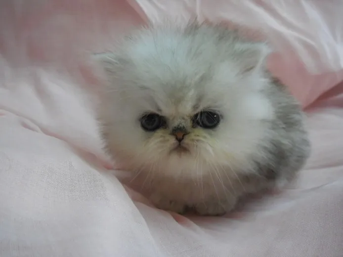 maro 様のお迎えした子猫