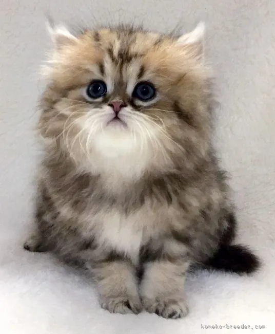 ID:1604-00304の子猫