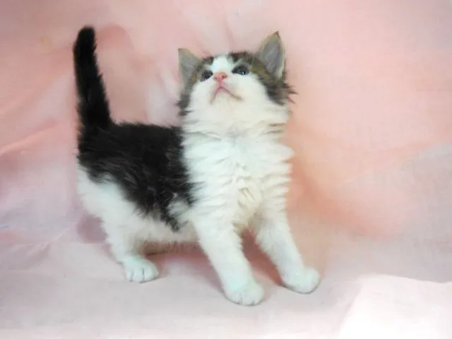 たまちゃん 様のお迎えした子猫