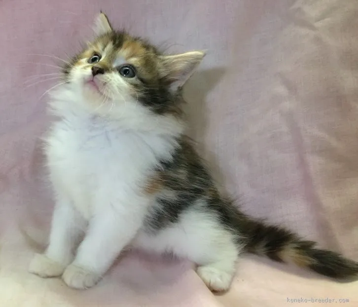 uni 様のお迎えした子猫