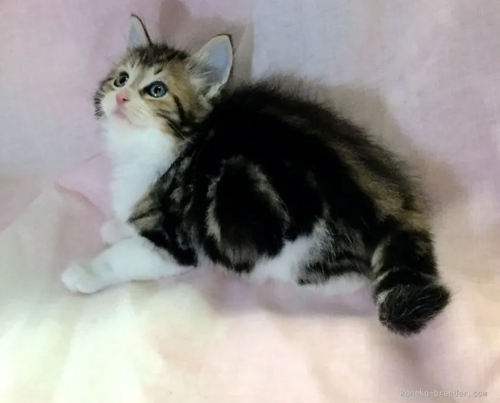 橋本 様のお迎えした子猫