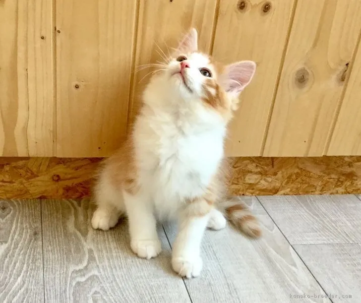 TADASHI 様のお迎えした子猫