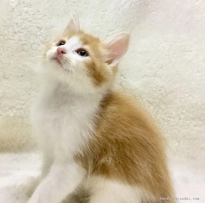 ID:1610-00558の子猫