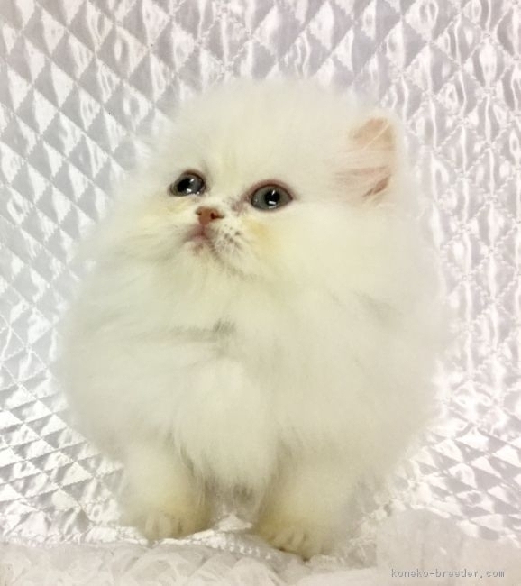 ID:1611-00946の子猫