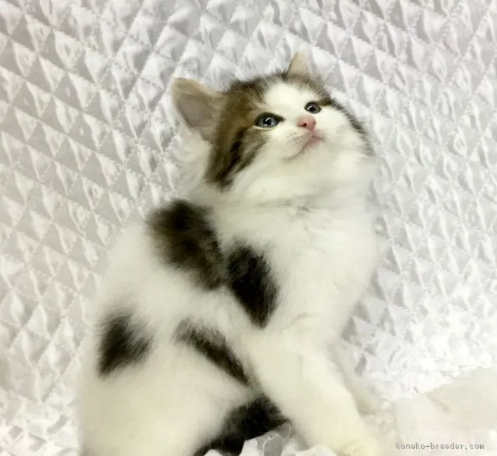 ID：1611-00800の子猫