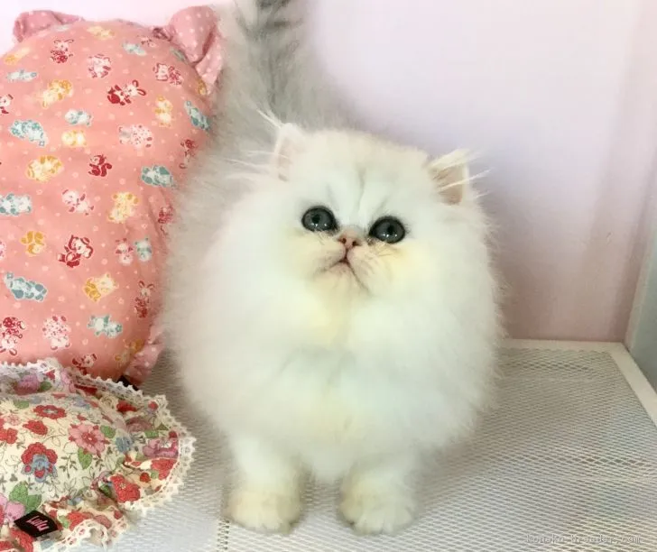 ID：1802-00802の子猫