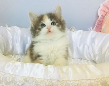 ノルウェージャンフォレストキャット【愛知県・女の子・2019年4月17日・ブルーパッチドタビー&ホワイト】の写真「めちゃくちゃ可愛いです♡」