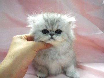 ペルシャ(チンチラ)【愛知県・男の子・2014年3月19日・シルバー】の写真「両親ともＣＦＡチャンピオンです☆」