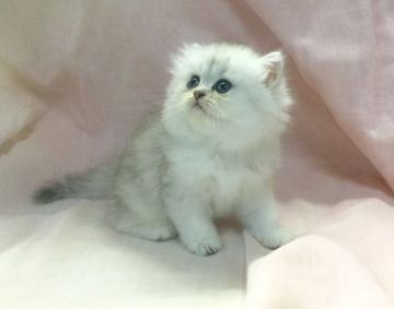 ペルシャ(チンチラ)【愛知県・女の子・2015年9月1日・チンチラシルバー】の写真「すごく可愛いでーす♪」