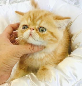 エキゾチックショートヘア【愛知県・男の子・2022年4月7日・レッドマッカレルタビー】の写真「既に可愛いオッサンです！」