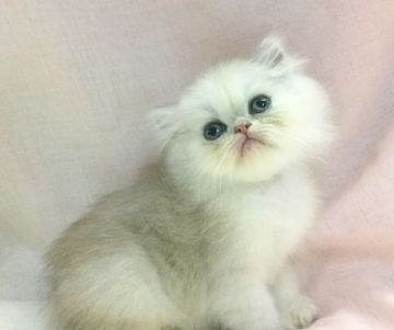 ペルシャ(チンチラ)【愛知県・男の子・2015年10月12日・チンチラシルバー】の写真「お目々の大きな僕ちゃんでーす♪」