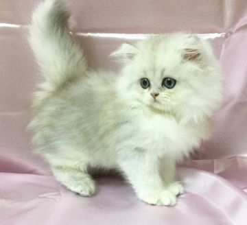 ペルシャ(チンチラ)【愛知県・男の子・2015年9月1日・チンチラシルバー】の写真「メチャクチャ可愛いでーす♪」