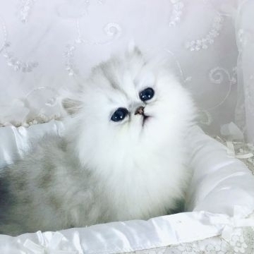 ペルシャ(チンチラ)【愛知県・女の子・2022年1月9日・シェーデットシルバー】の写真「抜群に可愛い、とっても穏やかな性格の姉妹です🎵」