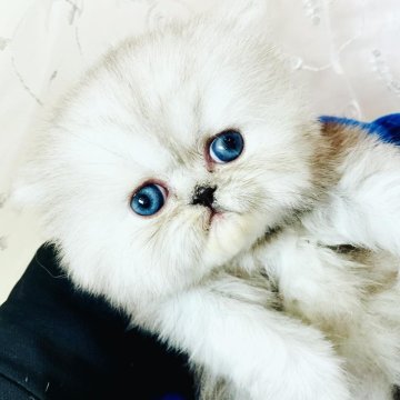 エキゾチックショートヘア【愛知県・女の子・2023年12月24日・ブラックスモーク】の写真「不思議カラーちゃんです。」