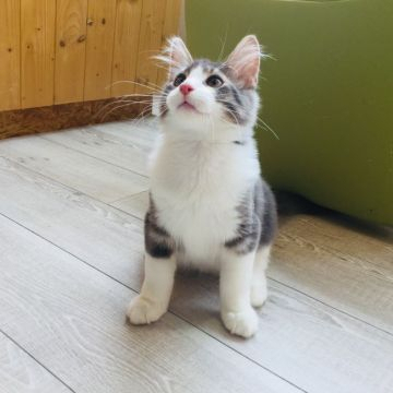 ノルウェージャンフォレストキャット【愛知県・男の子・2019年4月17日・ブルークラシックタビー&ホワイト】の写真「甘えん坊で抜群に良い性格です！」