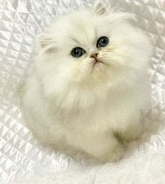 ペルシャ(チンチラ)【愛知県・男の子・2016年10月1日・チンチラシルバー】の写真「とても綺麗で可愛い僕でーす♩」