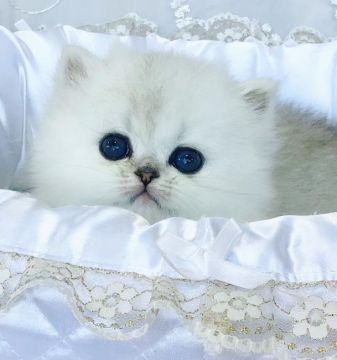 ペルシャ(チンチラ)【愛知県・男の子・2022年3月1日・シェーデットシルバー】の写真「ゴマアザラシの赤ちゃんみたいです！」