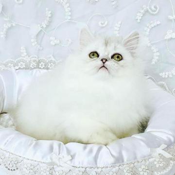 ペルシャ(チンチラ)【愛知県・女の子・2022年6月1日・チンチラシルバー】の写真「抜群に綺麗で可愛いです！」