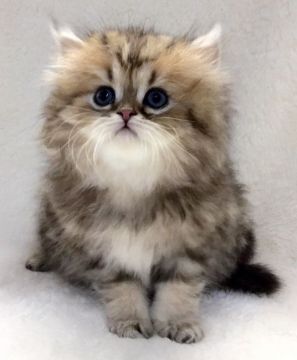 ペルシャ(チンチラ)【愛知県・女の子・2016年2月29日・チンチラゴールデン】の写真「おっとりした可愛い子です♩」