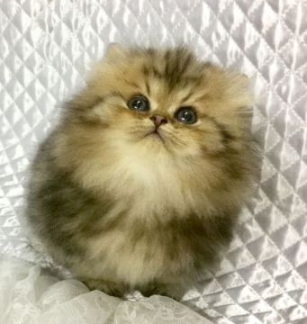 ペルシャ(チンチラ)【愛知県・男の子・2016年10月5日・チンチラゴールデン】の写真「とても可愛い僕でーす♩」