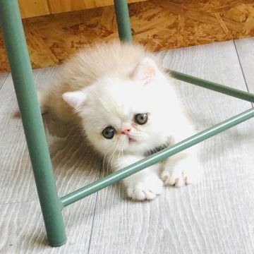 エキゾチックショートヘア【愛知県・男の子・2020年5月13日・カメオタビー】の写真「全てがまん丸で可愛いです！」