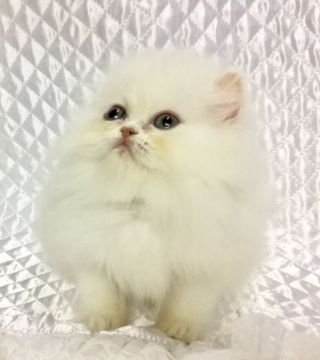 ペルシャ【愛知県・男の子・2016年10月1日・シェルカメオ(レッドチンチラ)】の写真「白くてふわふわな僕です♩」