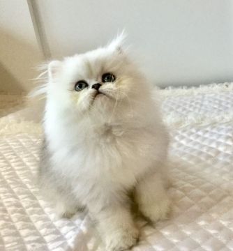 ペルシャ(チンチラ)【愛知県・女の子・2018年8月8日・チンチラシルバー】の写真「めちゃくちゃ甘えん坊の僕です♡」