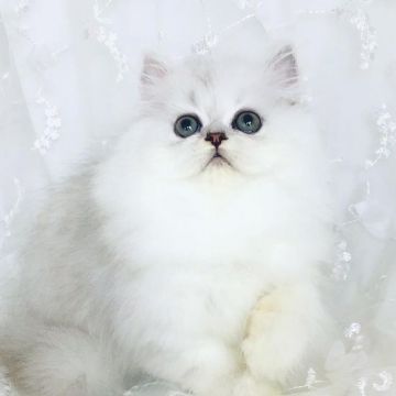ペルシャ(チンチラ)【愛知県・男の子・2021年6月8日・シェーデットシルバー】の写真「抜群に可愛いです！」