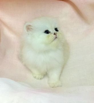 ペルシャ(チンチラ)【愛知県・男の子・2015年6月25日・チンチラシルバー】の写真「とっても白い子でーす♪」