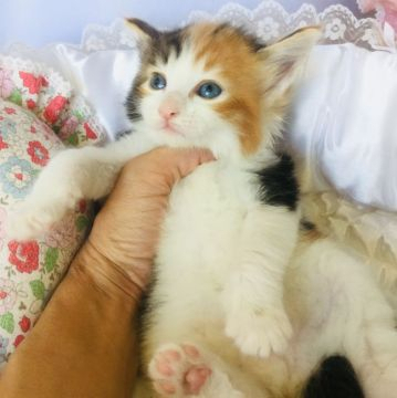 ノルウェージャンフォレストキャット【愛知県・女の子・2019年7月10日・ブラウンパッチドタビー&ホワイト(キャリコ)】の写真「めちゃくちゃ可愛いです♡」