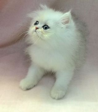 ペルシャ(チンチラ)【愛知県・女の子・2015年10月12日・チンチラシルバー】の写真「ふわふわで白い子でーす♪」