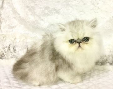 ペルシャ(チンチラ)【愛知県・男の子・2016年12月23日・チンチラシルバー(シェーデットシルバー)】の写真「めちゃくち可愛いです❤️」