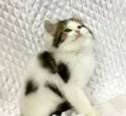 ノルウェージャンフォレストキャット【愛知県・男の子・2016年10月5日・ブラウンタビー&ホワイト】の写真1