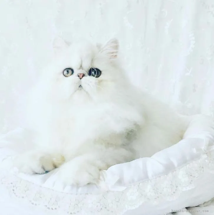 Y.I 様のお迎えした子猫